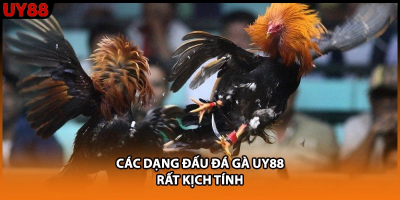 Các dạng đấu đá gà UY88 rất kịch tính Các dạng đấu đá gà UY88 rất kịch tính