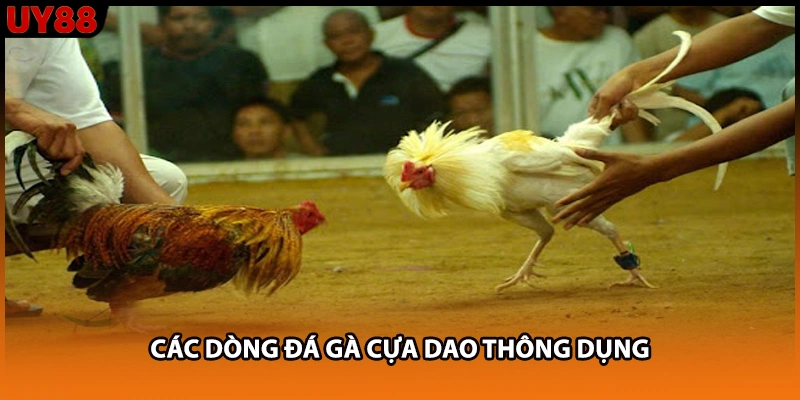 Các dòng đá gà cựa dao thông dụng Các dòng đá gà cựa dao thông dụng