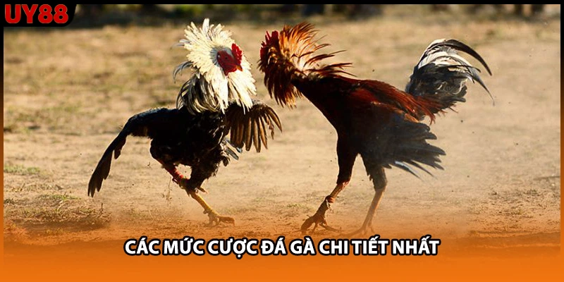 Các mức cược đá gà chi tiết nhất Các mức cược đá gà chi tiết nhất