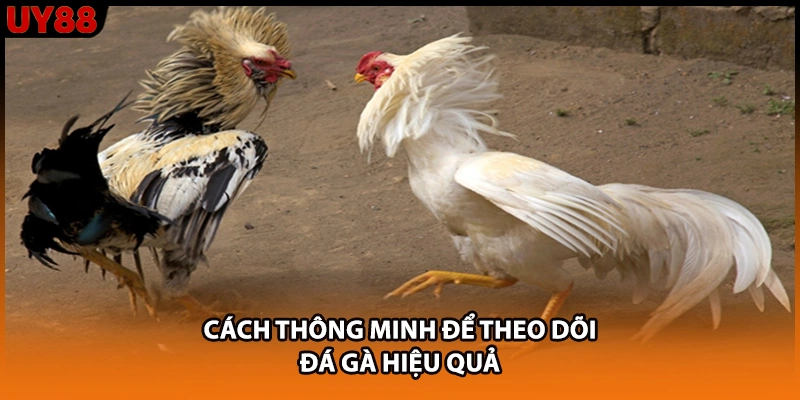 Cách thông minh để theo dõi đá gà hiệu quả Cách thông minh để theo dõi đá gà hiệu quả