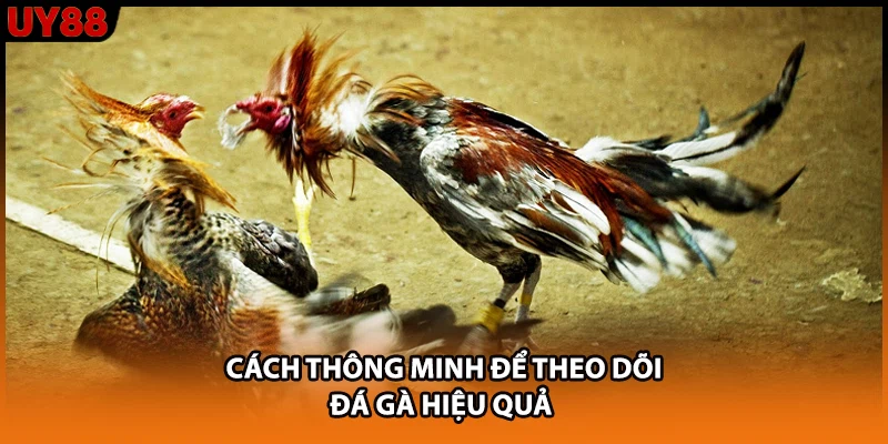 Cách thông minh để theo dõi đá gà hiệu quả Cách thông minh để theo dõi đá gà hiệu quả