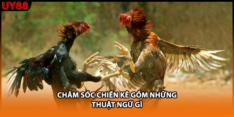 Chăm sóc chiến kê gồm những thuật ngữ gì Chăm sóc chiến kê gồm những thuật ngữ gì
