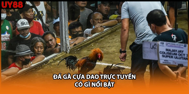 Đá gà cựa dao trực tuyến có gì nổi bật Đá gà cựa dao trực tuyến có gì nổi bật