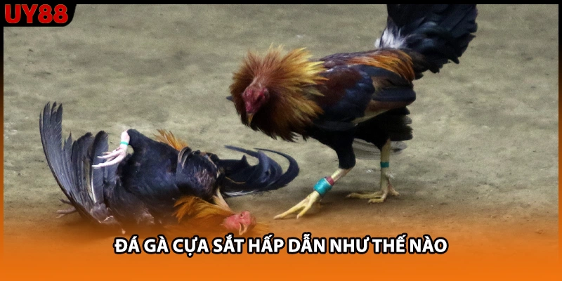 Đá gà cựa sắt hấp dẫn như thế nào Đá gà cựa sắt hấp dẫn như thế nào