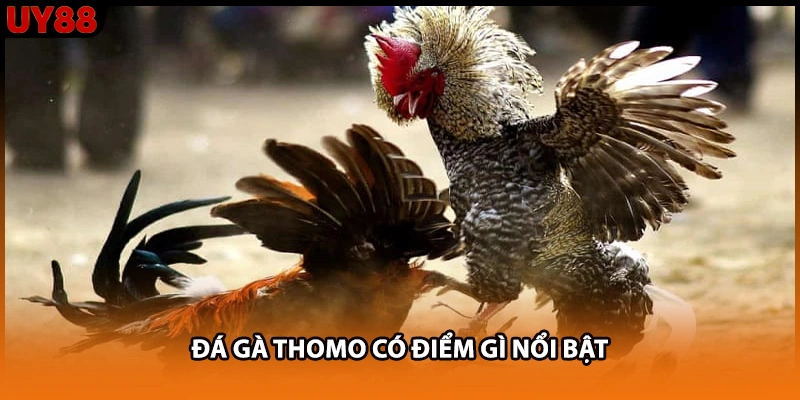 Đá gà Thomo có điểm gì nổi bật Đá gà Thomo có điểm gì nổi bật