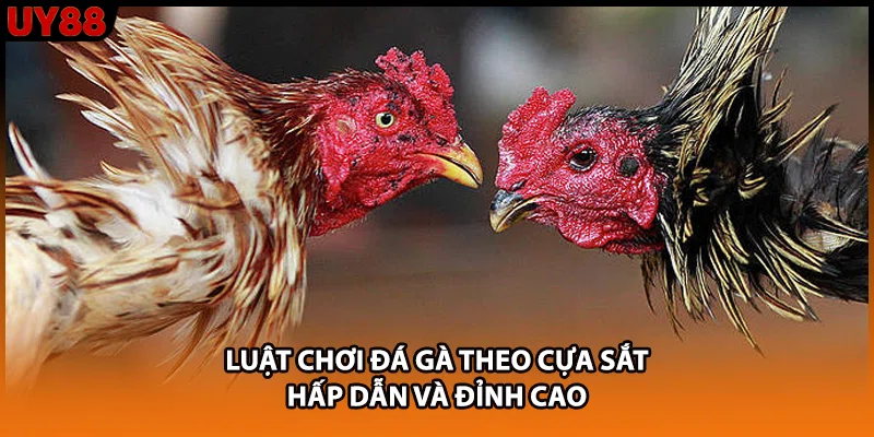 Luật chơi đá gà theo cựa sắt hấp dẫn và đỉnh cao Luật chơi đá gà theo cựa sắt hấp dẫn và đỉnh cao