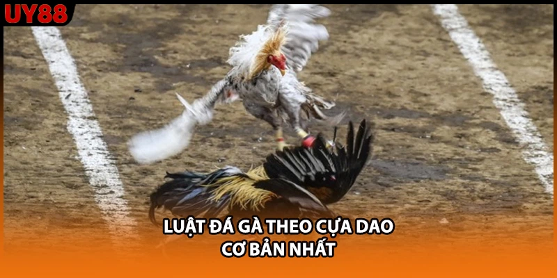 Luật đá gà theo cựa dao cơ bản nhất Luật đá gà theo cựa dao cơ bản nhất