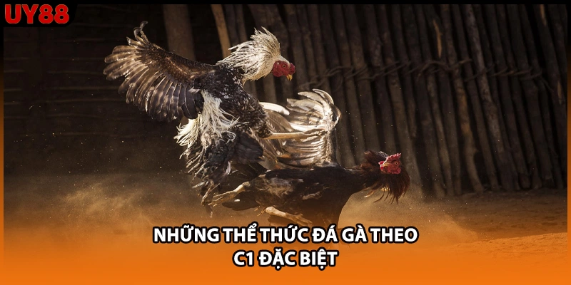 Những thể thức đá gà theo C1 đặc biệt Những thể thức đá gà theo C1 đặc biệt
