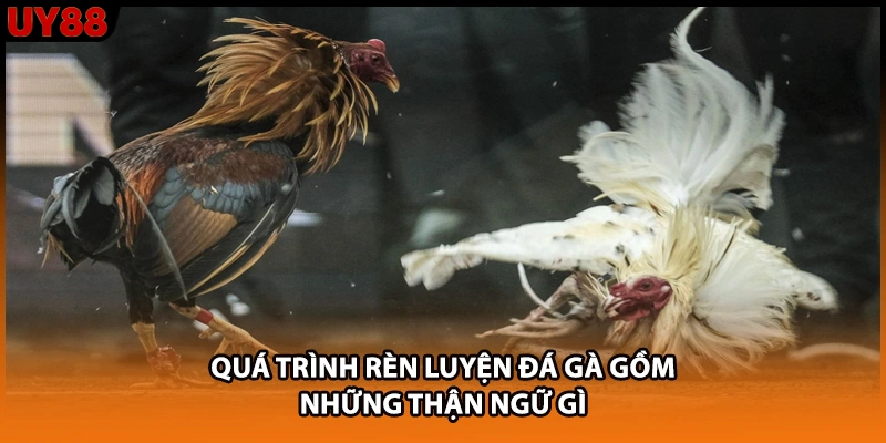 Quá trình rèn luyện đá gà gồm những thận ngữ gì Quá trình rèn luyện đá gà gồm những thận ngữ gì