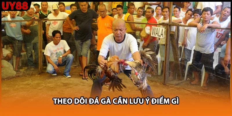 Theo dõi đá gà cần lưu ý điểm gì Theo dõi đá gà cần lưu ý điểm gì