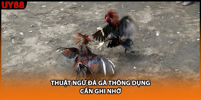 Thuật ngữ đá gà thông dụng cần ghi nhớ Thuật ngữ đá gà thông dụng cần ghi nhớ