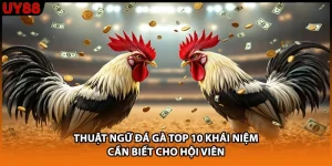 Thuật Ngữ Đá Gà TOP 10 Khái Niệm Cần Biết Cho Hội Viên