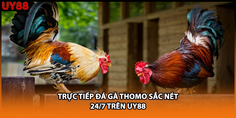 Trực tiếp đá gà Thomo sắc nét 24/7 trên UY88 Trực tiếp đá gà Thomo sắc nét 24/7 trên UY88